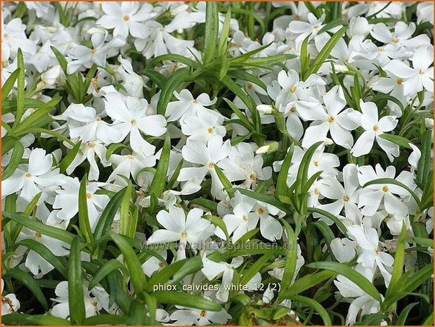 Phlox 'Calvides White' | Kruipphlox, Vlambloem, Flox, Floks | Polsterphlox