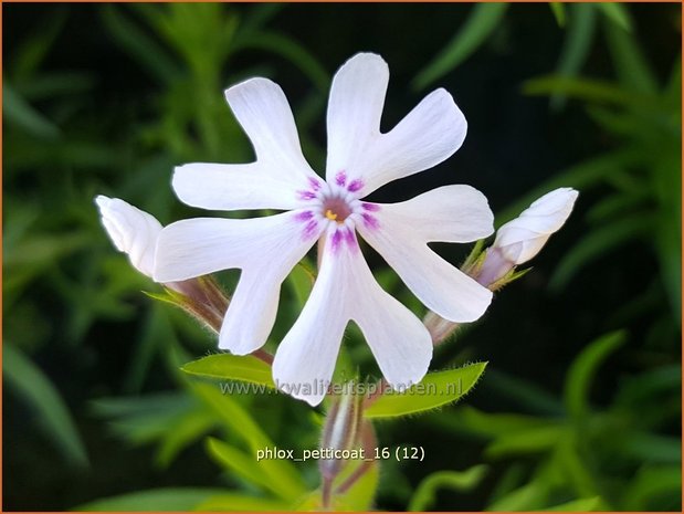 Phlox 'Petticoat' | Kruipphlox, Vlambloem, Flox, Floks | Polsterphlox