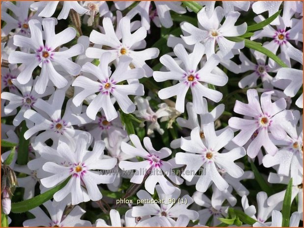 Phlox 'Petticoat' | Kruipphlox, Vlambloem, Flox, Floks | Polsterphlox