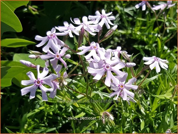 Phlox 'Petticoat' | Kruipphlox, Vlambloem, Flox, Floks | Polsterphlox