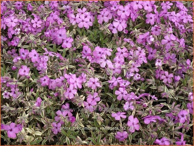 Phlox procumbens 'Variegata' | Vlambloem, Flox, Floks | Kriechphlox