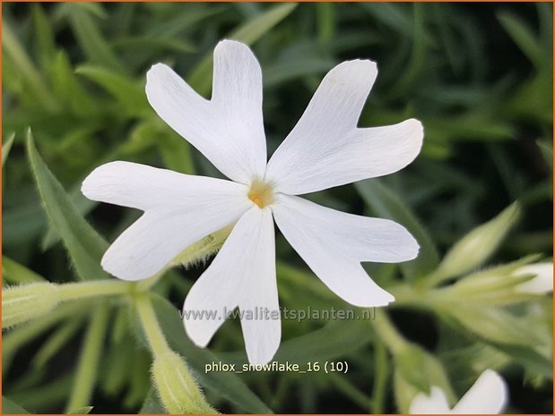 Phlox 'Snowflake' | Kruipphlox, Vlambloem, Flox, Floks | Polsterphlox