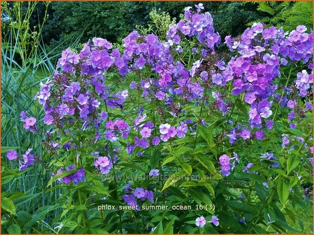 Phlox 'Sweet Summer Ocean' | Hoge vlambloem, Vlambloem, Flox, Floks | Hohe Flammenblume