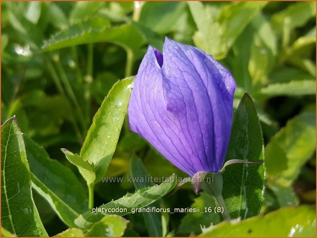 Platycodon grandiflorus 'Mariesii' | Ballonklokje | Ballonblume