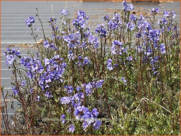 Polemonium yezoense 'Bressingham Purple' | Jacobsladder | Purpur-Jakobsleiter