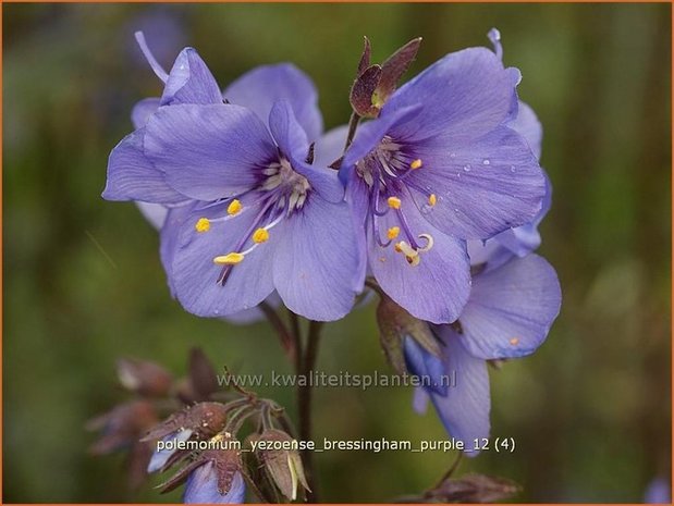 Polemonium yezoense 'Bressingham Purple' | Jacobsladder | Purpur-Jakobsleiter