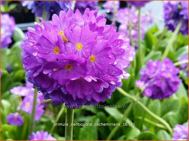 Primula denticulata 'Cachemiriana' | Bolprimula, Kogelprimula, Sleutelbloem | Kugelprimel