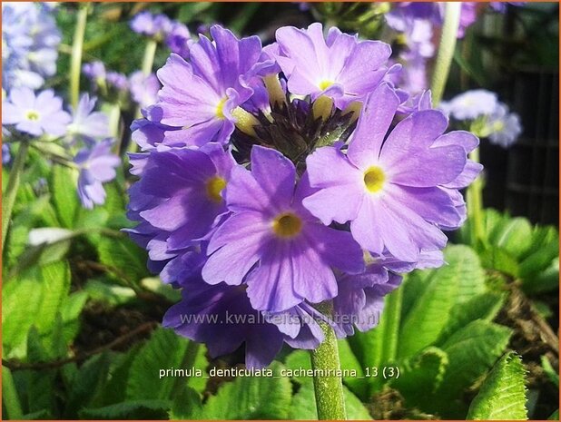 Primula denticulata 'Cachemiriana' | Bolprimula, Kogelprimula, Sleutelbloem | Kugelprimel