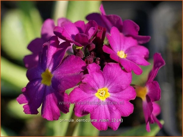 Primula denticulata 'Rubin' | Bolprimula, Kogelprimula, Sleutelbloem | Kugelprimel