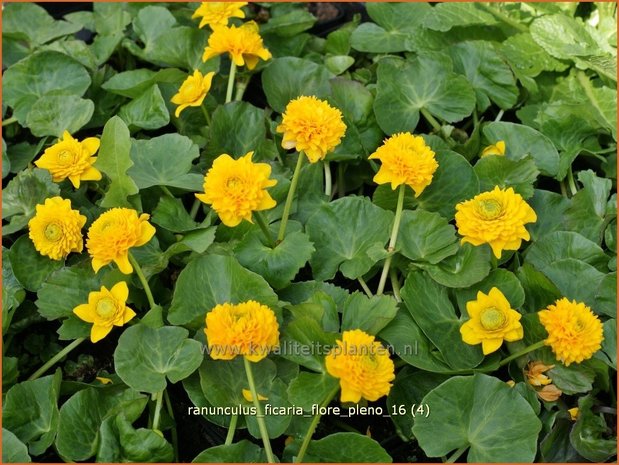 Ranunculus ficaria 'Flore Pleno' | Speenkruid | Gewöhnliches Scharbockskraut