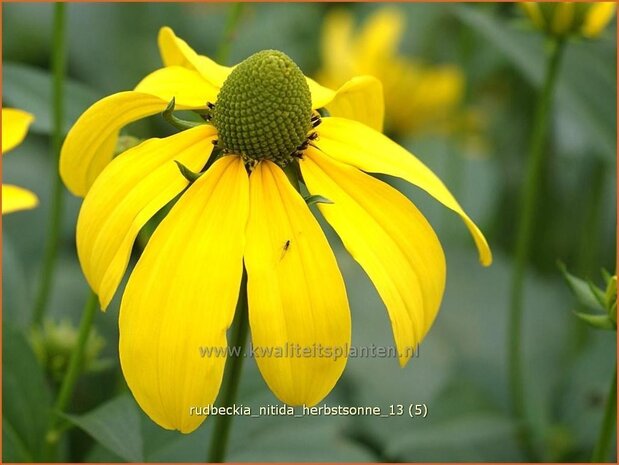 Rudbeckia nitida 'Herbstsonne' | Zonnehoed | Fallschirm-Sonnenhut