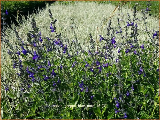 Salvia greggii 'Blue Note' | Salie, Salvia | Herbst-Strauch-Salbei