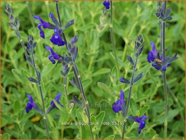 Salvia greggii 'Blue Note' | Salie, Salvia