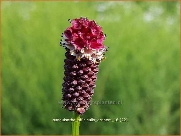 Sanguisorba officinalis 'Arnhem' | Pimpernel, Sorbenkruid | Großer Wiesenknopf