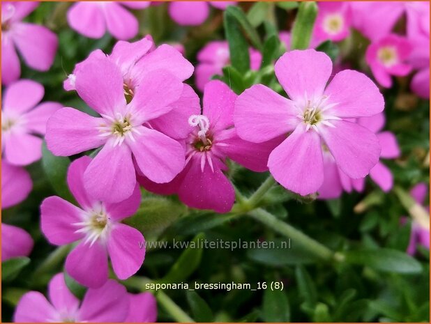 Saponaria 'Bressingham' | Zeepkruid | Seifenkraut