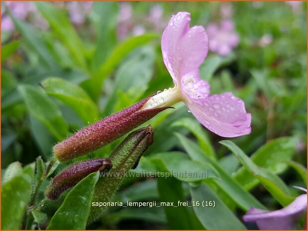 Saponaria lempergii 'Max Frei' | Zeepkruid | Sommer-Seifenkraut