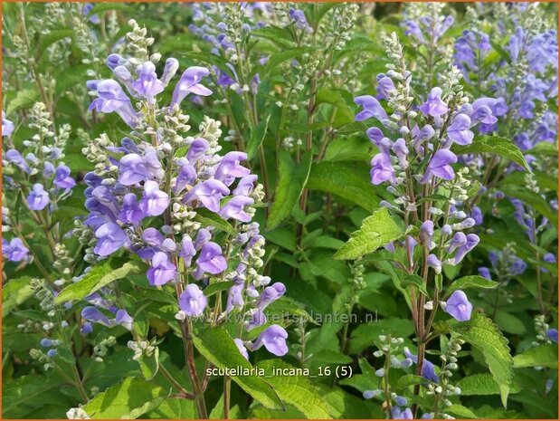 Scutellaria incana | Glidkruid | Herbst-Helmkraut