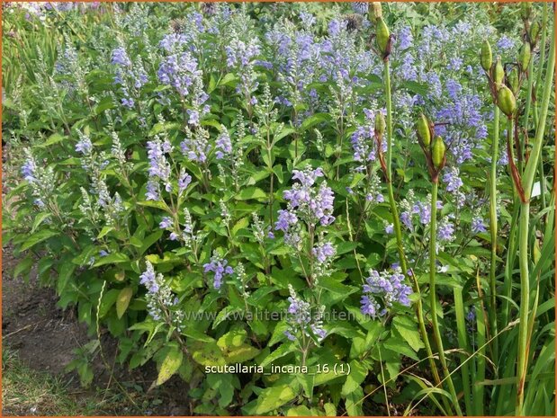 Scutellaria incana | Glidkruid | Herbst-Helmkraut