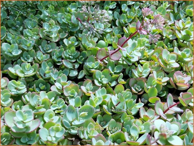 Sedum ewersii | Vetkruid | Himalaya-Fettblatt