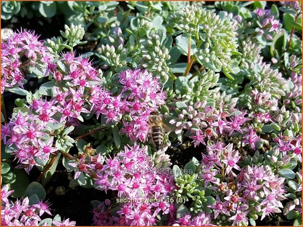 Sedum ewersii | Vetkruid | Himalaya-Fettblatt