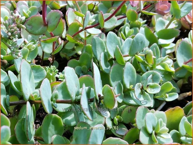 Sedum ewersii | Vetkruid | Himalaya-Fettblatt