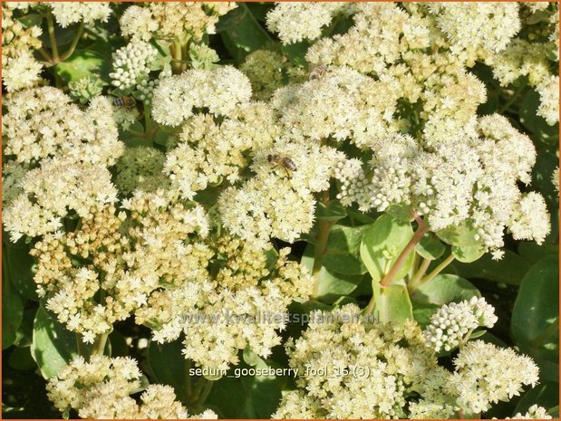 Sedum 'Gooseberry Fool' | Hemelsleutel, Vetkruid | Fettblatt