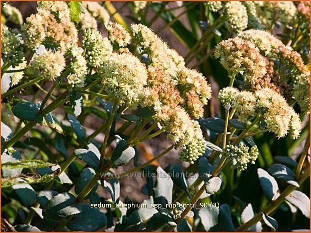 Sedum telephium ssp. ruprechtii | Hemelsleutel, Vetkruid | Grosse Fetthenne