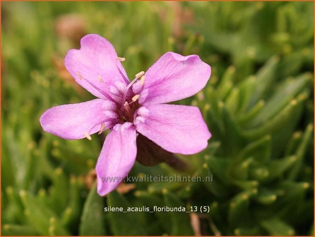 Silene acaulis 'Floribunda' | Stengelloze silene, Lijmkruid | Kalk-Polsternelke