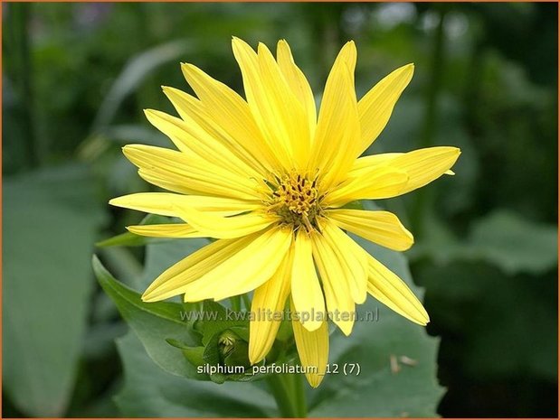 Silphium perfoliatum | Zonnekroon | Verwachsenblättrige Becherpflanze