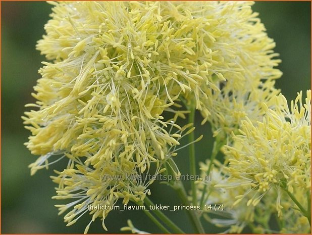 Thalictrum flavum 'Tukker Princess' | Gele ruit, Poelruit, Ruit | Gelbe Wiesenraute