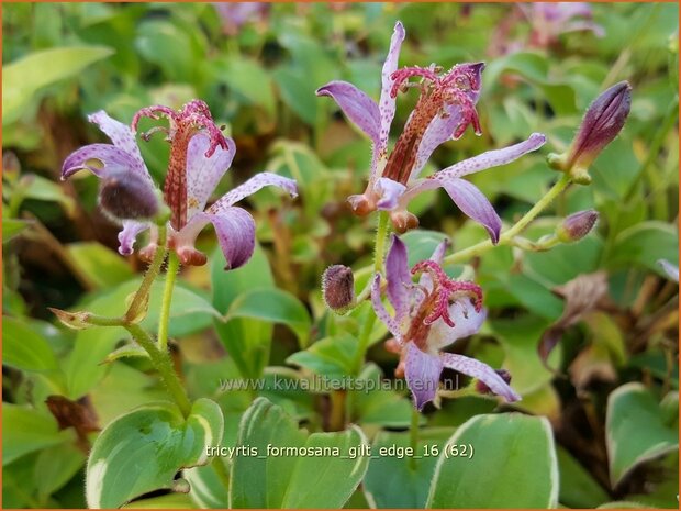 Tricyrtis formosana 'Gilt Edge' | Armeluisorchidee, Paddenlelie | Formosa-Krötenlilie