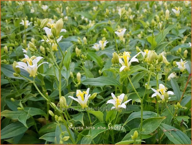 Tricyrtis hirta 'Alba' | Armeluisorchidee, Paddenlelie | Borstige Krötenlilie