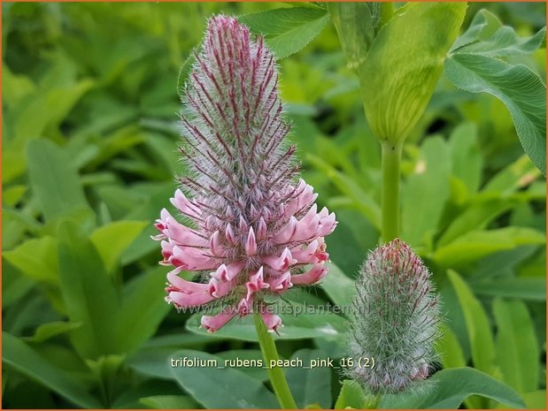 Trifolium rubens 'Peach Pink' | Purperrode klaver, Klaver | Purpurklee