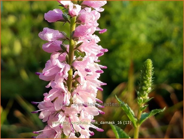 Veronica longifolia 'Pink Damask' | Lange ereprijs, Ereprijs | Langblättriger Ehrenpreis