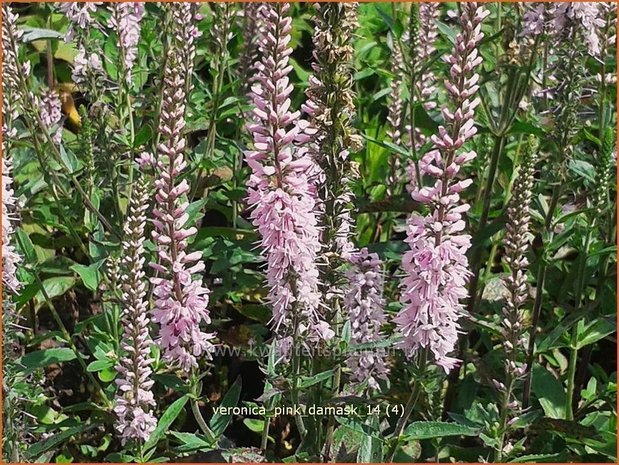 Veronica longifolia 'Pink Damask' | Lange ereprijs, Ereprijs | Langblättriger Ehrenpreis