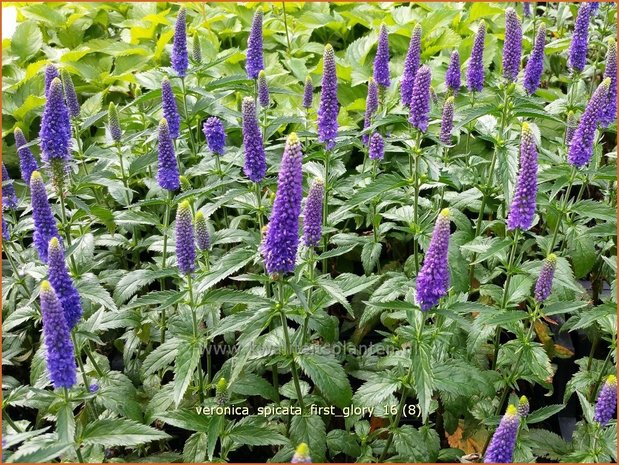 Veronica spicata 'First Glory' | Aarereprijs, Ereprijs | Ähren-Ehrenpreis