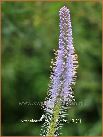 Veronicastrum sibiricum