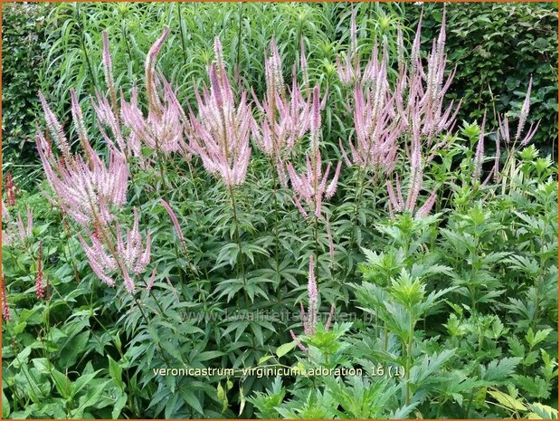 Veronicastrum virginicum 'Adoration' | Virginische ereprijs, Zwarte ereprijs | Kandelaberehrenpreis