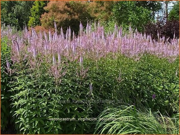 Veronicastrum virginicum 'Adoration' | Virginische ereprijs, Zwarte ereprijs | Kandelaberehrenpreis