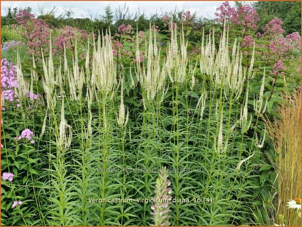 Veronicastrum virginicum 'Diana' | Virginische ereprijs, Zwarte ereprijs | Kandelaberehrenpreis