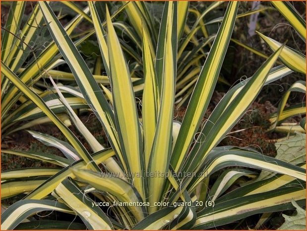 Yucca filamentosa 'Color Guard' | Palmlelie | Fädige Palmlilie