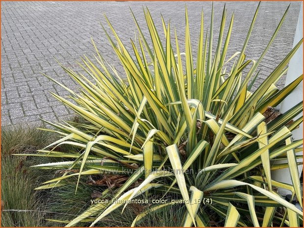 Yucca filamentosa 'Color Guard' | Palmlelie | Fädige Palmlilie