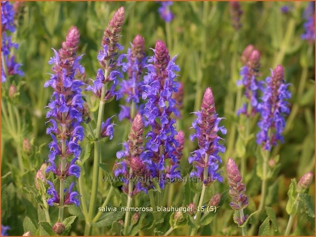 Salvia nemorosa 'Blauhügel' | Bossalie, Salie, Salvia | Steppensalbei | Woodland Sage