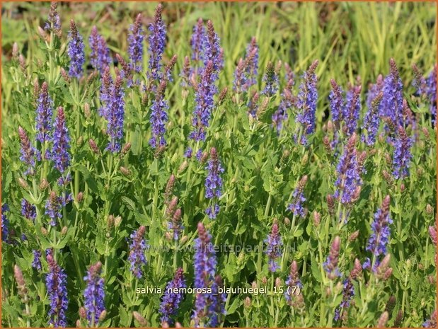 Salvia nemorosa 'Blauhuegel' | Bossalie, Salie, Salvia