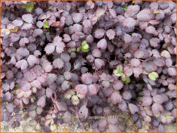 Acaena inermis 'Purpurea' | Stekelnootje | Unbewehrtes Stachelnüsschen