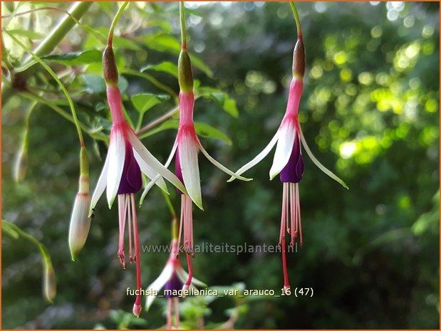 Fuchsia magellanica var. arauco | Bellenplant, Tuinfuchsia, Fuchsia | Scharlachfuchsie