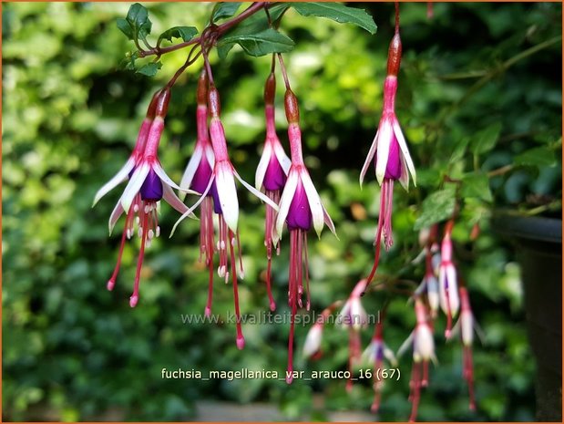 Fuchsia magellanica var. arauco | Bellenplant, Tuinfuchsia, Fuchsia | Scharlachfuchsie