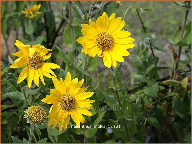 Helianthus mollis | Vaste zonnebloem | Behaarte Sonnenblume