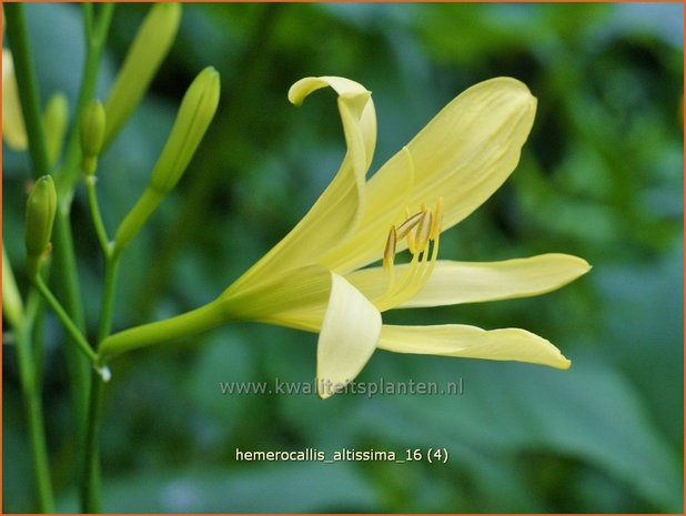 Hemerocallis altissima | Daglelie | Taglilie