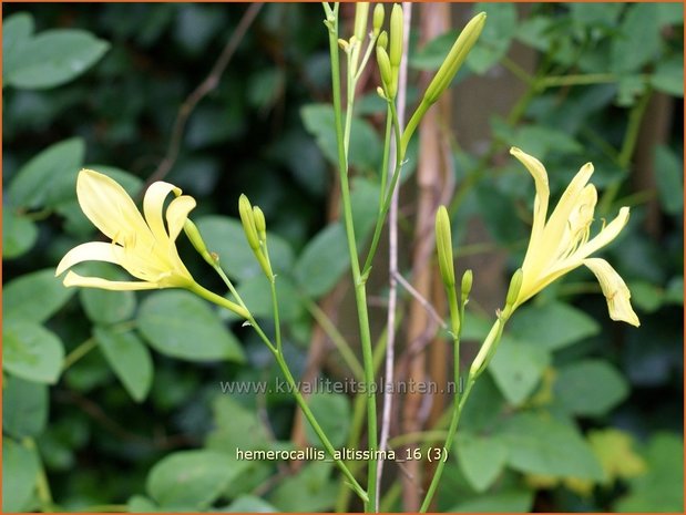 Hemerocallis altissima | Daglelie | Taglilie